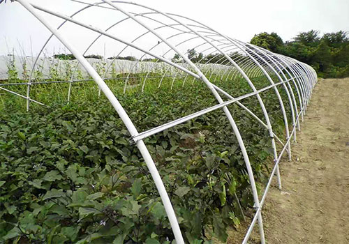 The FRP Shift: Why Modern Greenhouses Are Moving Beyond Steel and Wood